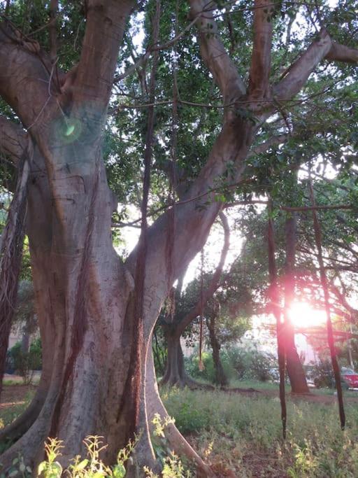 Relax Nel Verde- Giodapi Palm باليرمو المظهر الخارجي الصورة