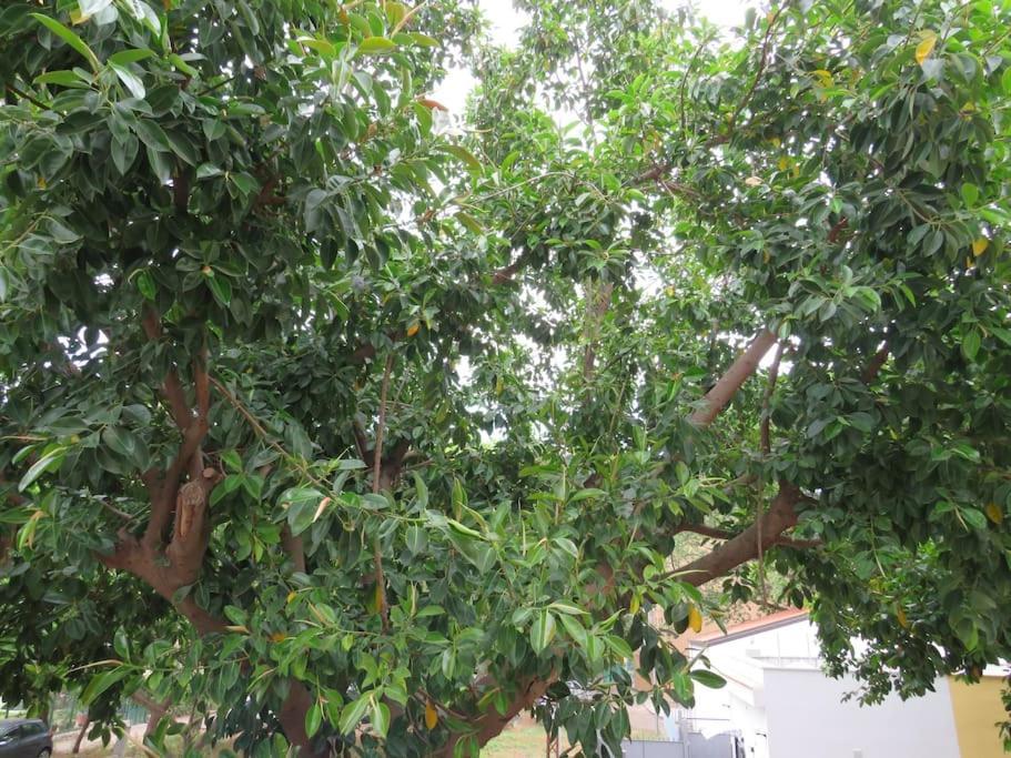 Relax Nel Verde- Giodapi Palm باليرمو المظهر الخارجي الصورة