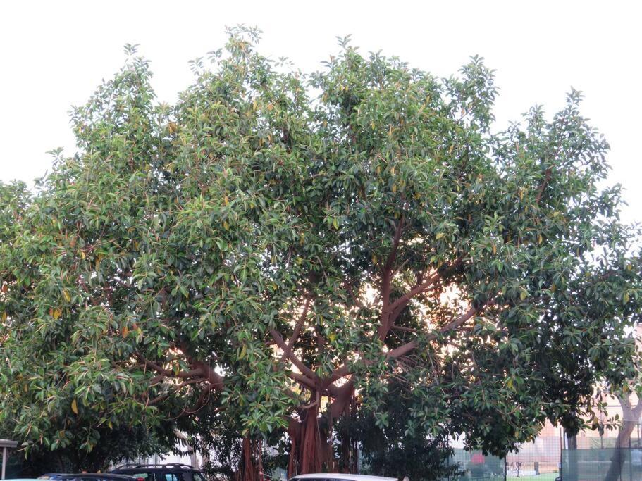 Relax Nel Verde- Giodapi Palm باليرمو المظهر الخارجي الصورة